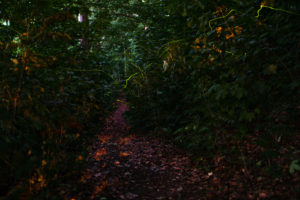 Fireflies, Lampyridae, traces of light Fireflies, Lampyridae, traces of light